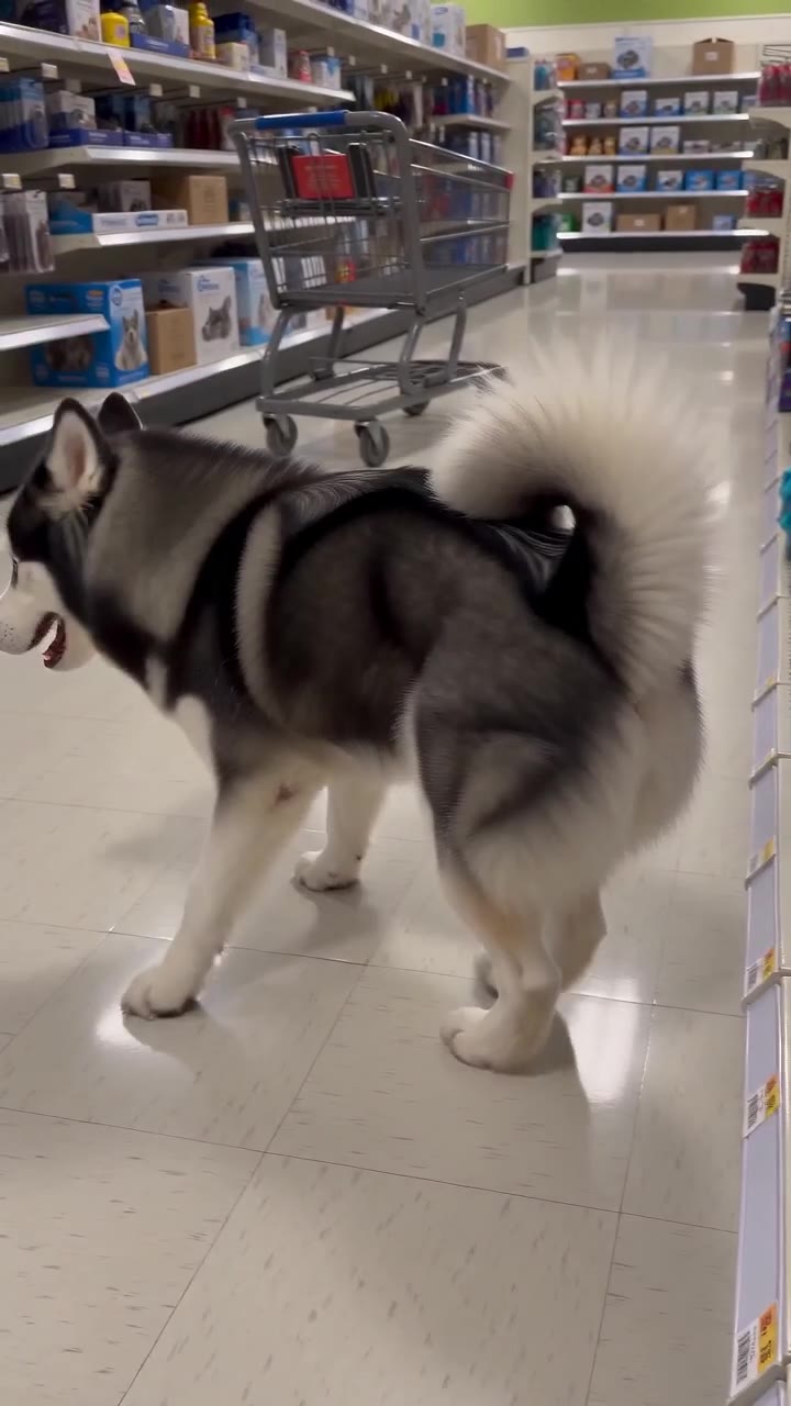 Niko the Husky in a pet store during his toy tantrum
