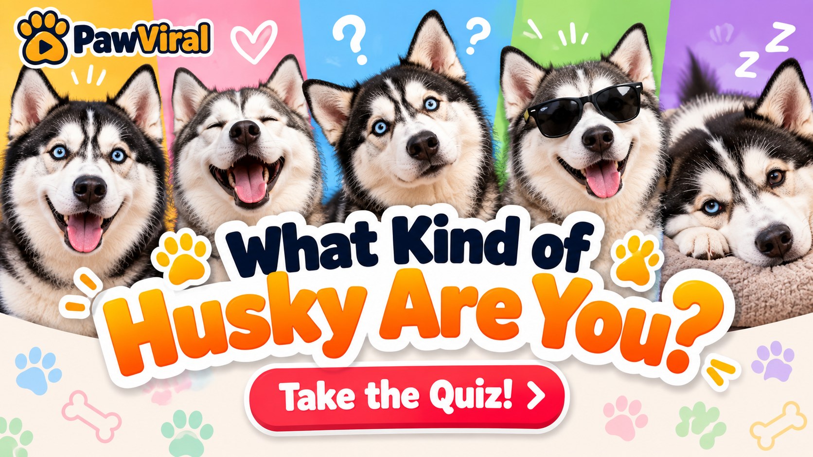 What Kind of Husky Are You PawViral personality quiz